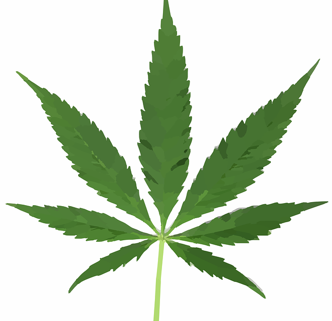 Acheter cannabis : quels sont les moyens disponibles ?