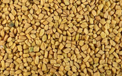 Comment consommer le Fenugrec en graines ?